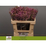 Syringa Sirel Dark Koster 50cm