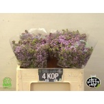 Syringa Sirel Dark Koster 50cm