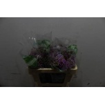 Syringa Sirel Dark Koster 50cm