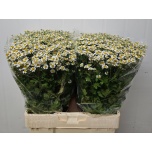 Tanacetum Neitsikummel Single Vegmo 60-65cm*10
