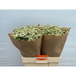 Tanacetum Neitsikummel Single Vegmo 60-65cm*25