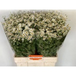 Tanacetum Neitsikummel Single Vegmo 60-65cm*25