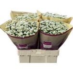 Tanacetum Neitsikummel Single Vegmo 60-65cm*25