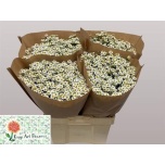 Tanacetum Neitsikummel Single Vegmo 60-65cm*25