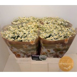 Tanacetum Neitsikummel Single Vegmo 60-65cm*25