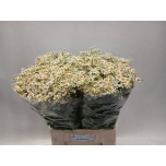 Tanacetum Neitsikummel Single Vegmo 60-65cm*25