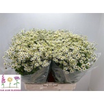 Tanacetum Neitsikummel Single Vegmo 60-65cm*25