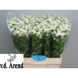 Tanacetum Neitsikummel Single Vegmo 60-65cm*25