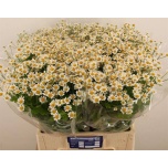 Tanacetum Neitsikummel Single Vegmo 60-65cm*25