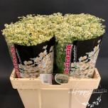 Tanacetum Neitsikummel Single Vegmo 60-65cm*25