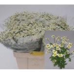 Tanacetum Neitsikummel Single Vegmo 60-65cm*25