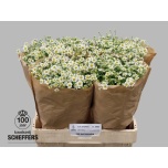 Tanacetum Neitsikummel Single Vegmo 60-65cm*25