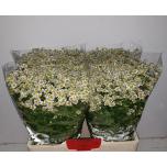 Tanacetum Neitsikummel Single Vegmo 60cm