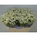 Tanacetum Neitsikummel Single Vegmo 60-65cm*25