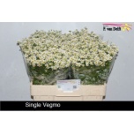 Tanacetum Neitsikummel Single Vegmo 60-65cm*25