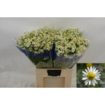 Tanacetum Neitsikummel Single Vegmo 60-65cm*25