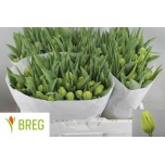 Tulp do Double Trouble