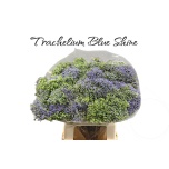 Trachelium Kaelakellukas Blue Shine 60cm
