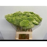 Trachelium Kaelakellukas Lake Powell 60cm