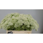 Trachelium White Lake Michigan 50cm