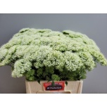 Trachelium Kaelakellukas White Lake Michigan 60cm