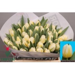 Tulp si Antarctic Flame