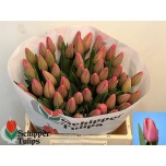 Tulp si Ace Pink