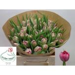 Tulp do Action