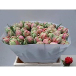 Tulp do Adore