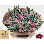 Tulp do Alison Bradley