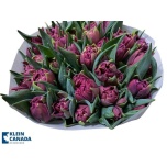 Tulp do Alison Bradley
