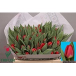 Tulp si Antarctica Fire