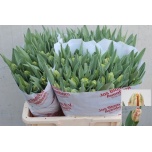 Tulp pa Apricot Parrot