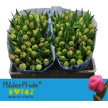 Tulp do Atlanta