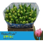 Tulp do Atlanta