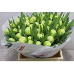 Tulp do Avant Garde