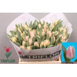 Tulp fr Bell Song