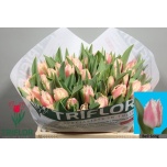 Tulp fr Bell Song