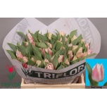 Tulp fr Bell Song