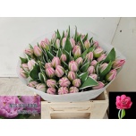 Tulp do Beth Heart