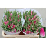 Tulp si Bolroyal Pink