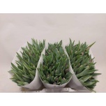 Tulp si Bullit