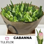 Tulp pa Cabanna