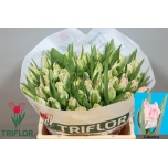 Tulp pa Cabanna