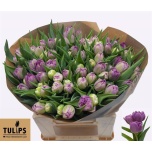 Tulp do Castella