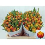 Tulp Cilesta