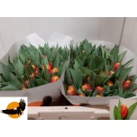 Tulp do Cilesta