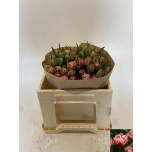 Tulp do Columbus