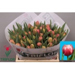 Tulp do Columbus