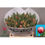 Tulp do Columbus